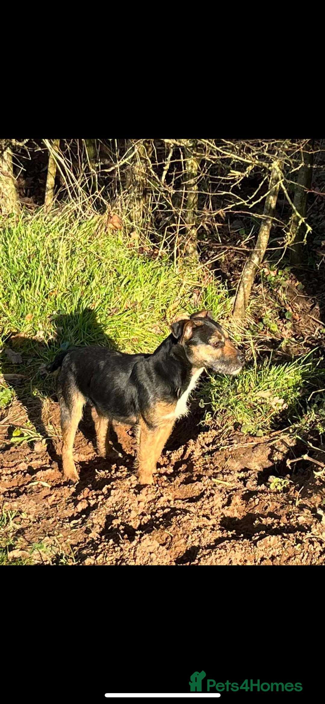 Lakeland Terrier dogs for sale: 1 male terrier  - Image 5