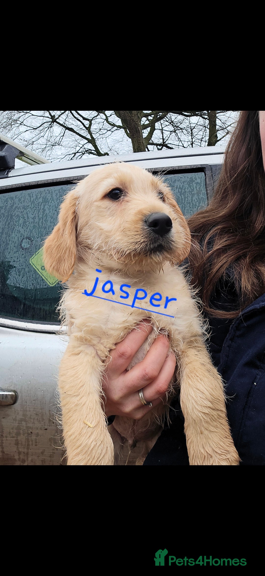 Labradoodle dogs for sale: F1 MINI LABRADOODLES ready to leave 3rd dec  - Advert 27