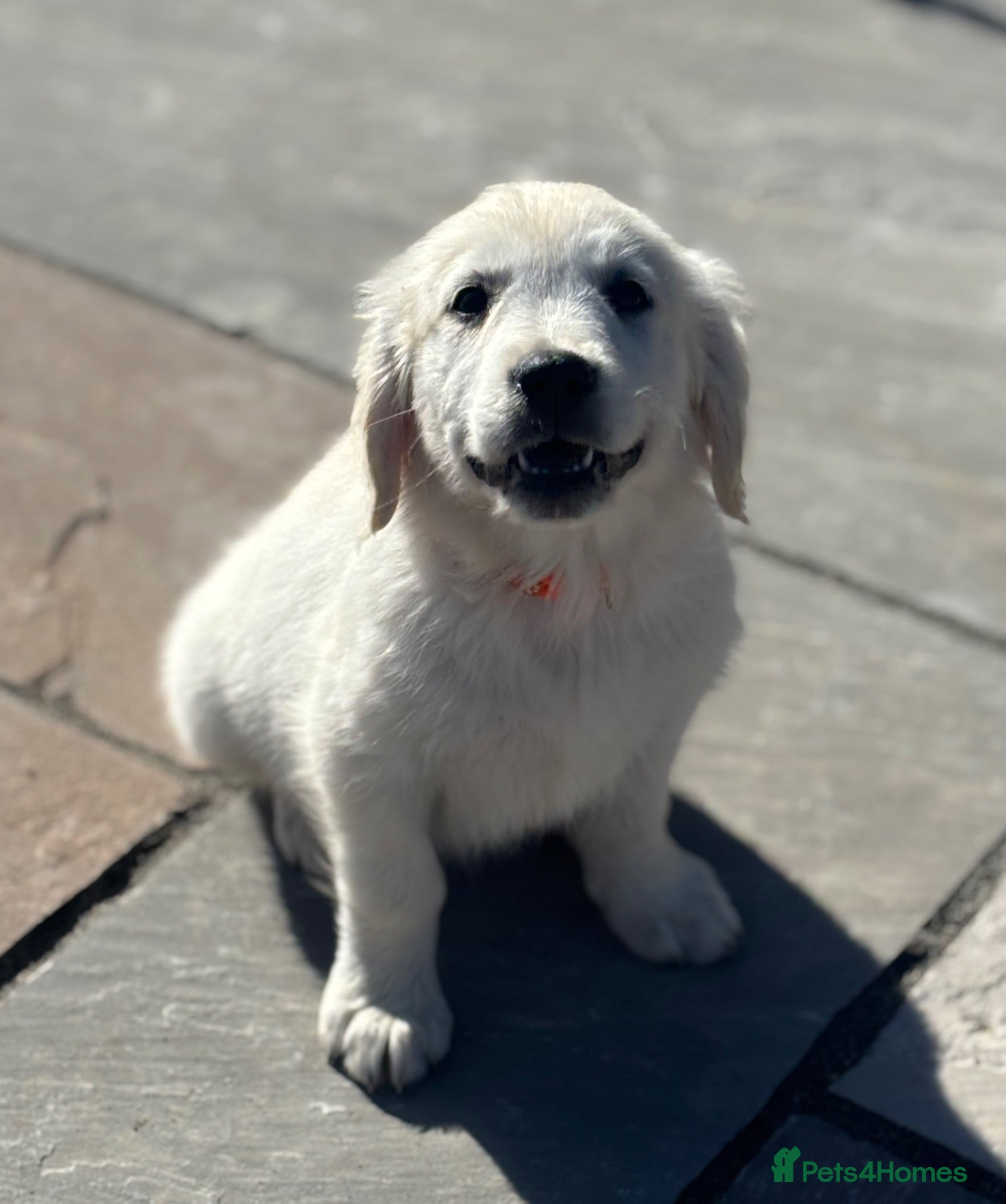 Golden Retriever dogs Kc golden retriever pups health tested parents - Advert 1