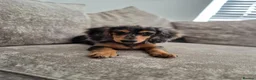 Miniature Dachshund dogs for sale: Beautifully striking long haired silver dapple 🩷  - Advert 1