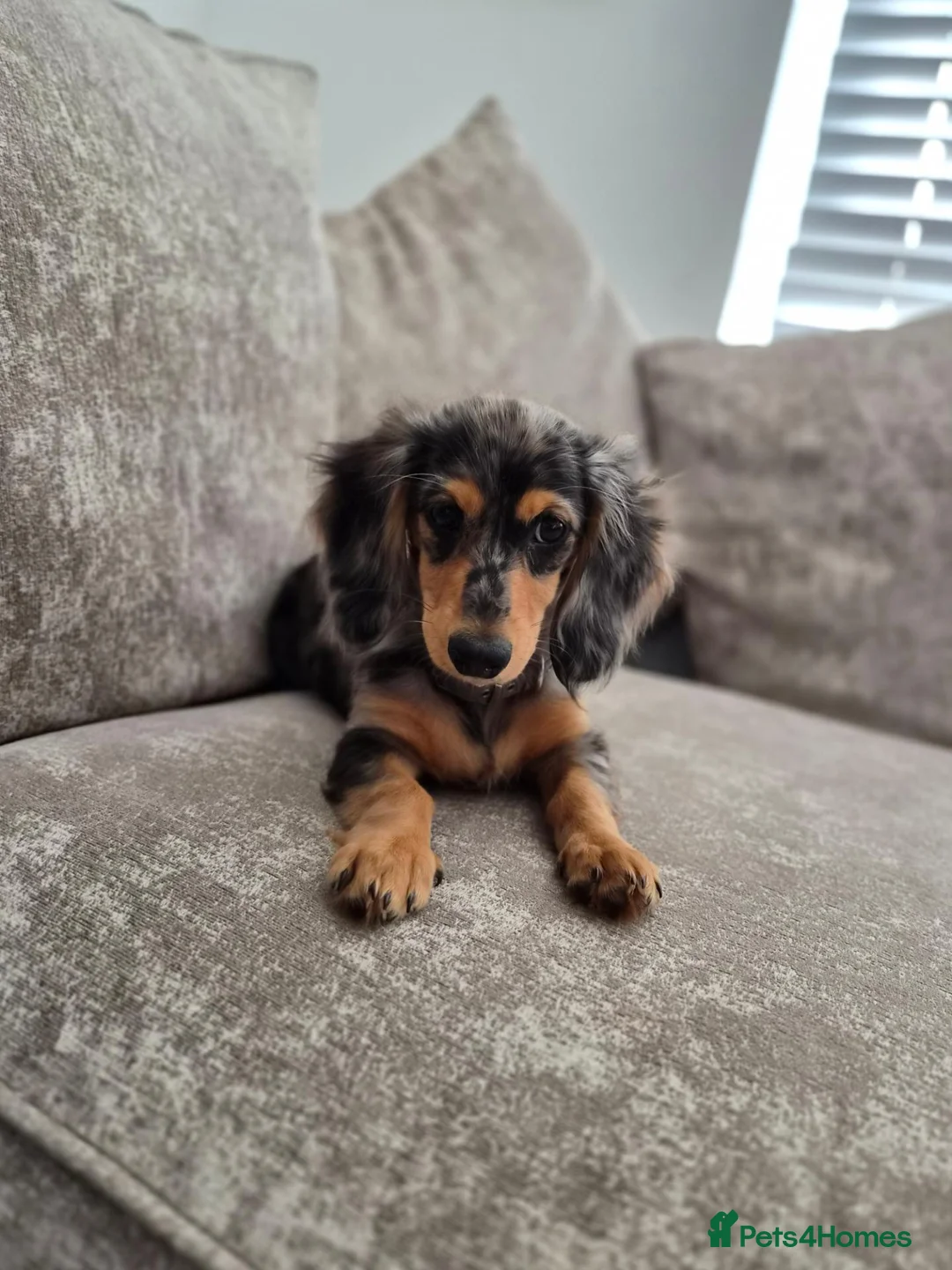 Miniature Dachshund dogs for sale: Beautifully striking long haired silver dapple 🩷  - Advert 1