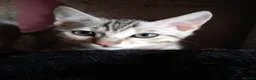 Bengal cats for sale: ✨Bengal Kittens Ready 17th June✨ - Advert 2