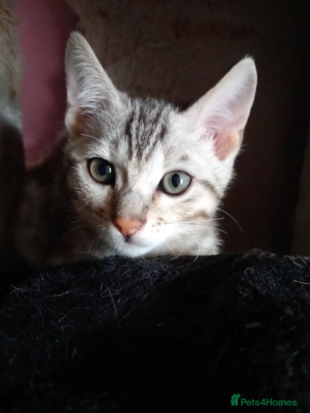Bengal cats for sale: ✨Bengal Kittens Ready 17th June✨ - Advert 2