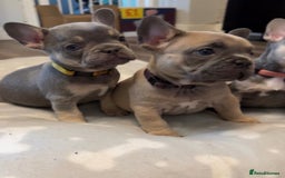 French Bulldog dogs for sale: French bulldog puppies - Image 3