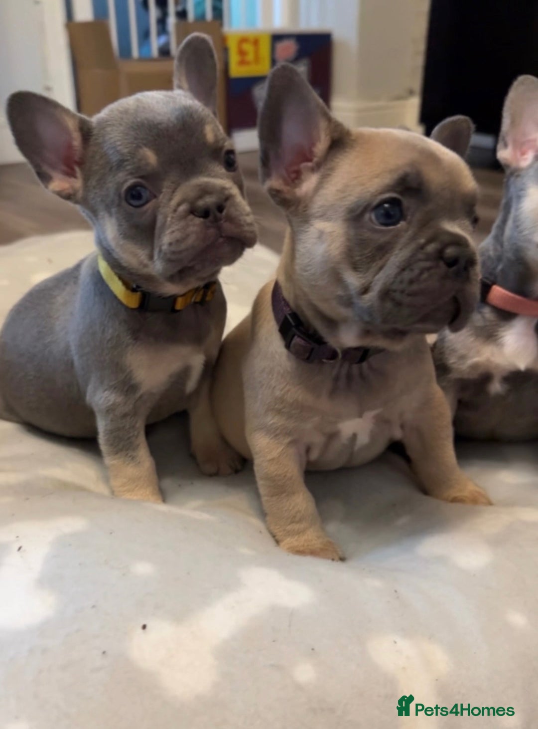 French Bulldog dogs for sale: French bulldog puppies - Image 3