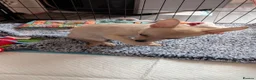 Mixed Breed dogs for sale: Chihuahua x Pomeranian spitz puppy  - Advert 5