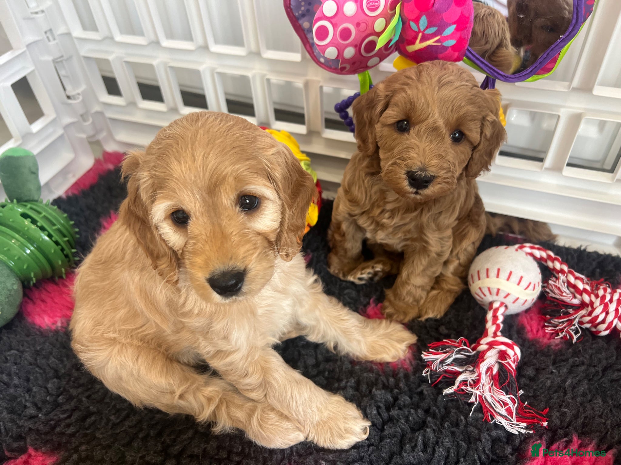 Cockapoo dogs 🐥Gorgeous f1 Cockapoo Pups Licensed Breeder🐥 - Advert 1