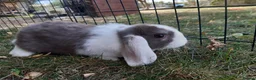 Mini Lop rabbits for sale: Gorgeous Mini lops child friendly  - Advert 5