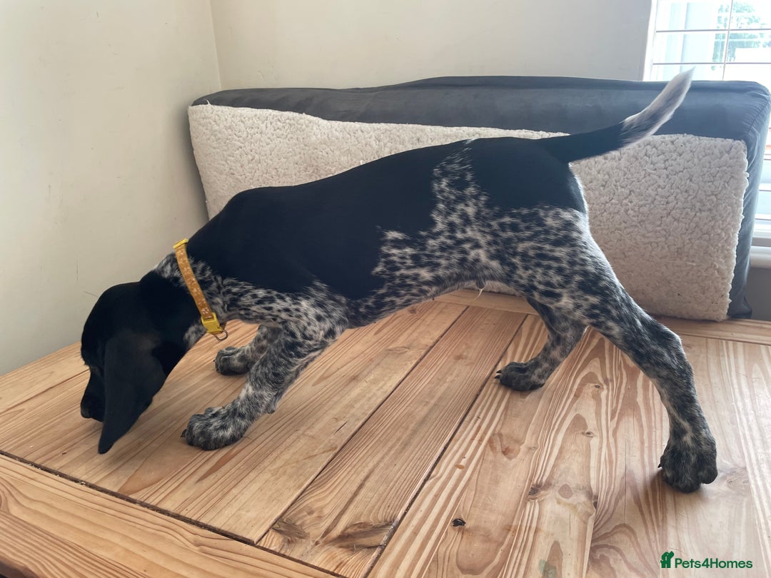 German Shorthaired Pointer dogs for sale: German Shorthaired Pointer Puppies - Image 8