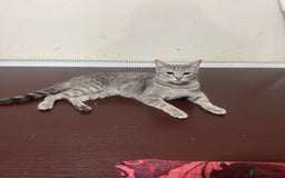 British Shorthair cats for sale: 3 beautiful British short hair - Image 4