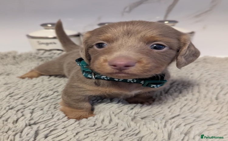 Dachshund dogs - Advert 1