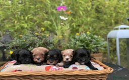 Cavapoo dogs for sale: Quality True mini Cavapoo Puppies in Eastleigh - Image 9
