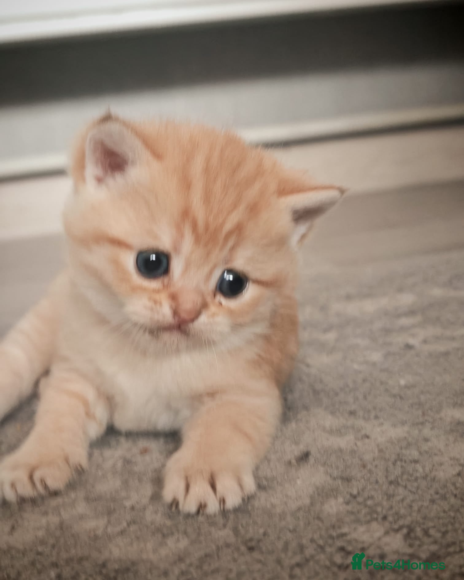 British Shorthair cats Beautiful British Shorthair Kittens for Sale 🐾 - Advert 4