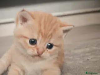 British Shorthair cats Beautiful British Shorthair Kittens for Sale 🐾 - Advert 4