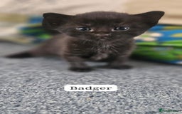 Domestic Shorthair cats for sale: Beautiful Family Friendly Tabby's - Image 2
