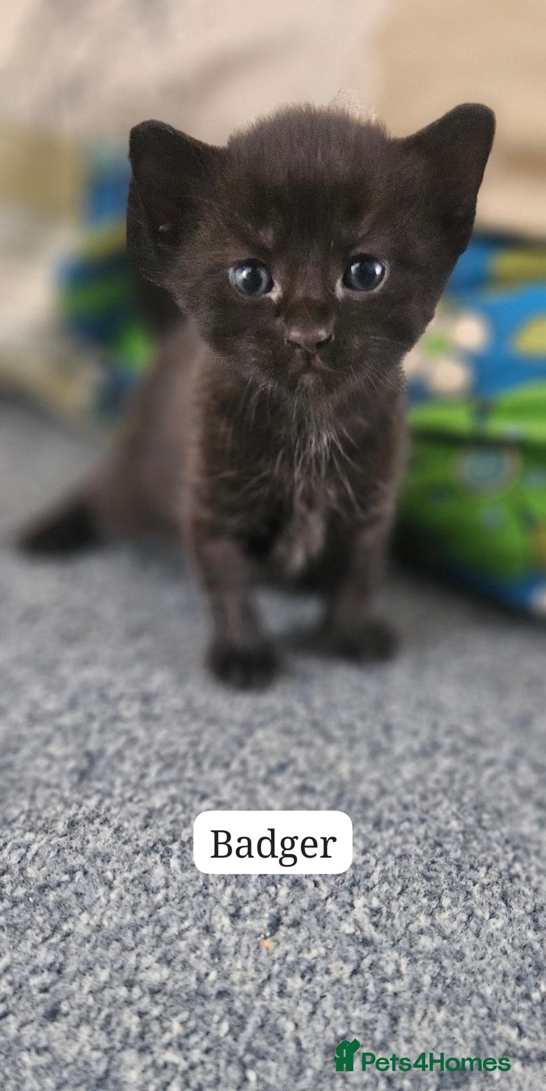 Domestic Shorthair cats for sale: Beautiful Family Friendly Tabby's - Image 2