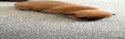 Chihuahua dogs for sale: Female pup - Advert 10