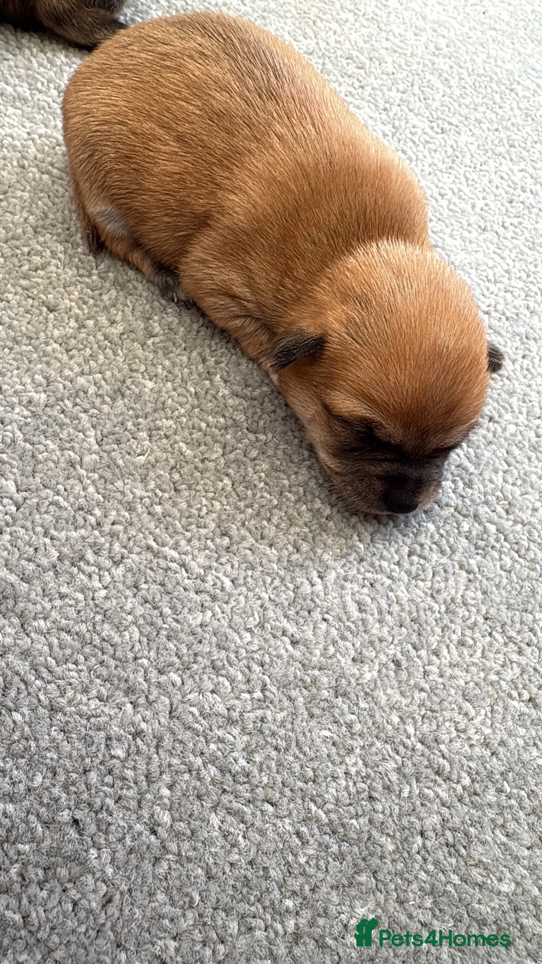 Chihuahua dogs for sale: Female pup - Advert 10