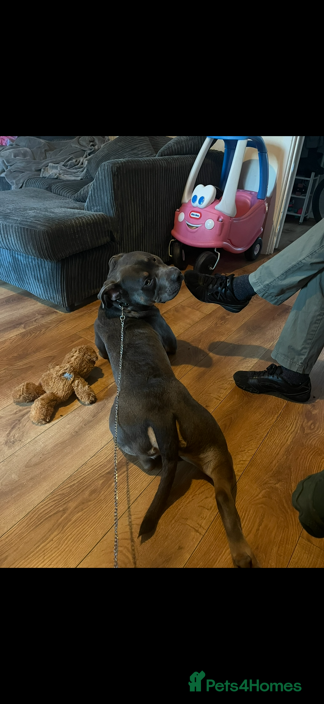 Mixed Breed dogs for sale: Stunning Boy - Advert 4