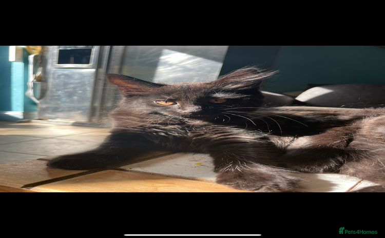 Maine Coon cats - Advert 15