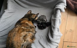 Mixed Breed cats for sale: Kitten for sale  - Image 3