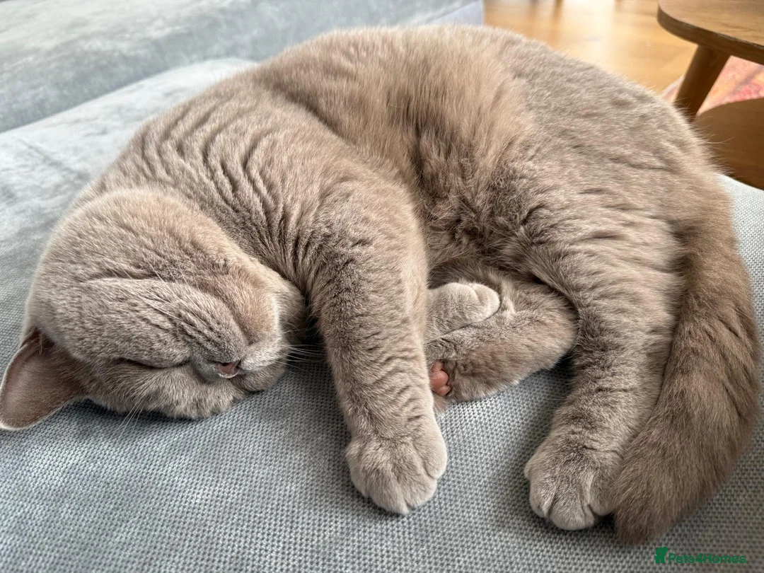 British Shorthair cats for sale: British Shorthair male cat – 2 years old neutered - Advert 2
