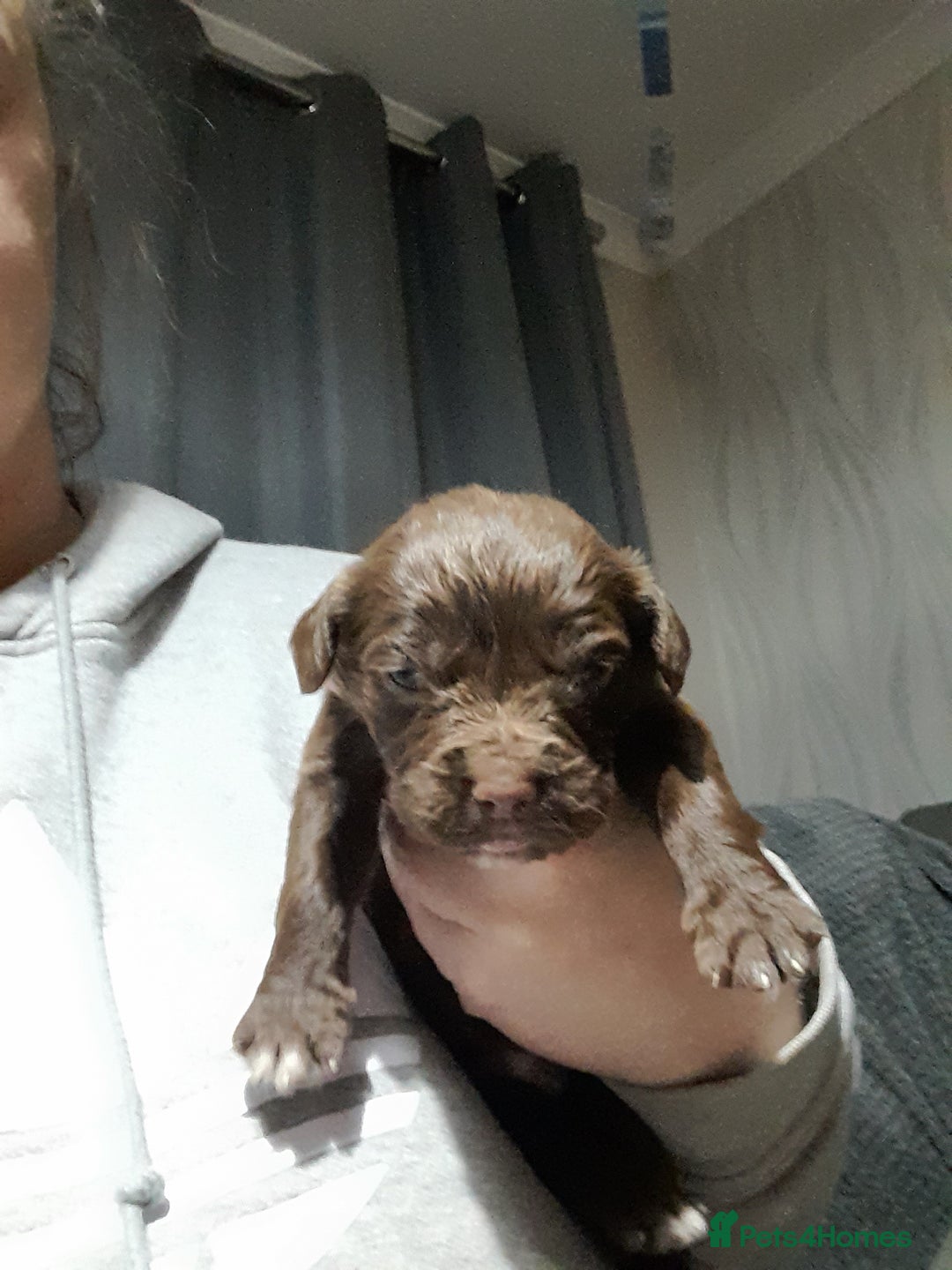 Springador dogs for sale: Springador puppys - Advert 3