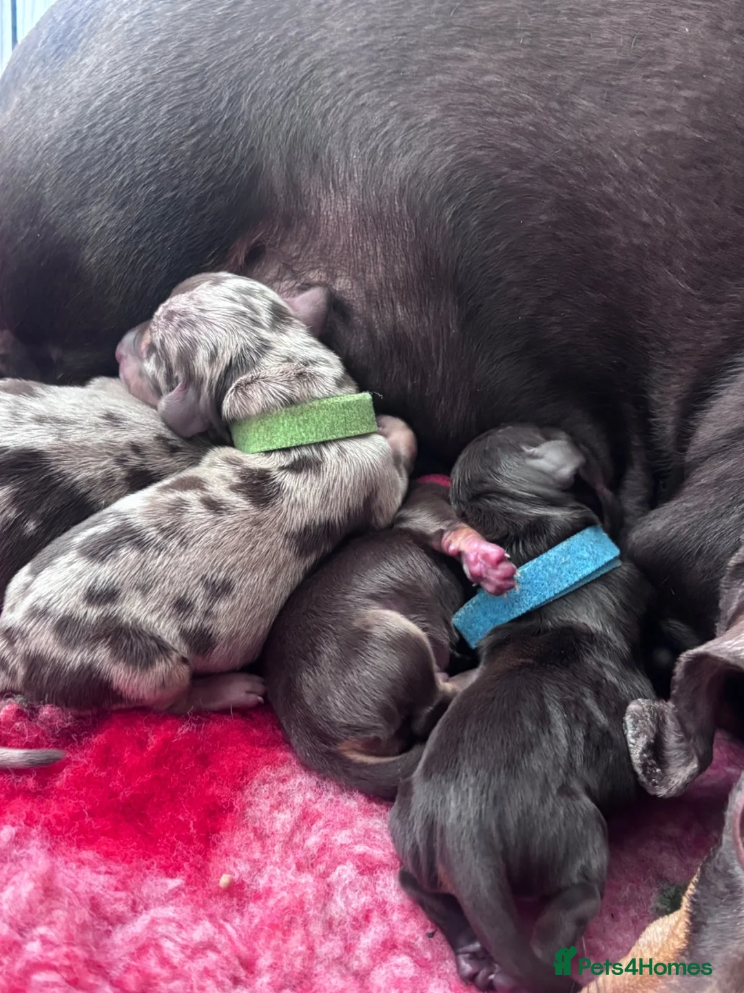 Miniature Dachshund dogs for sale: Stunning Miniature Dachshund Boys - Advert 4