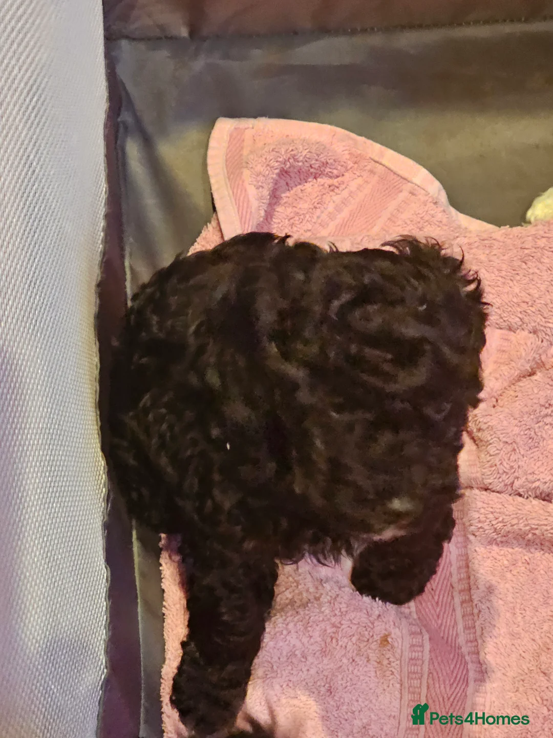 Cockapoo dogs for sale: Cockerpoo F1b Pups for sale (Ready to be rehomed) - Advert 10