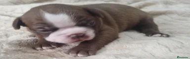 Boston Terrier 1