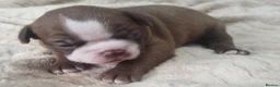 Boston Terrier dogs for sale: KC registered Boston Terrier Pups - Advert 12