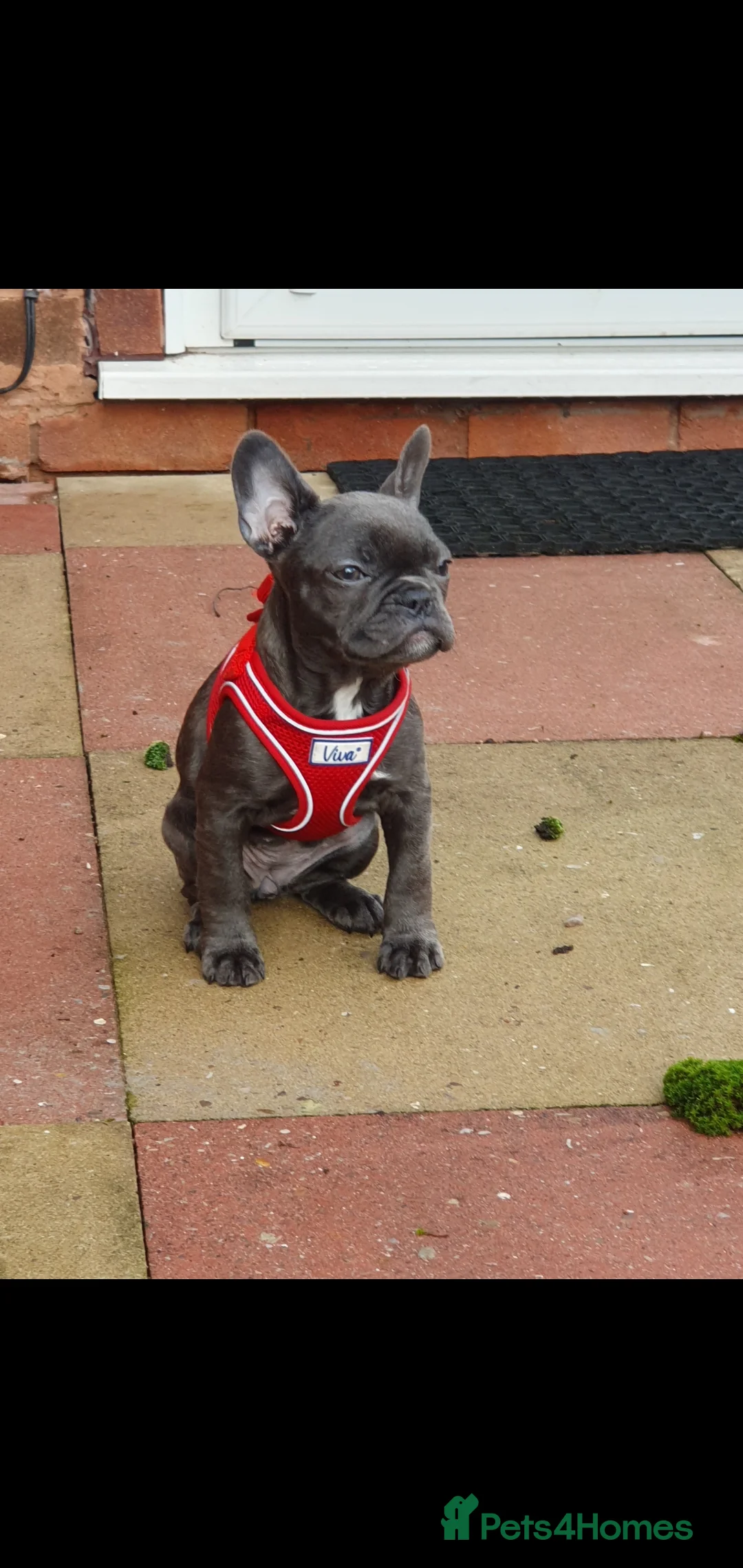 French Bulldog dogs for sale: French bulldog puppy  - Advert 2