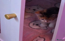 Exotic cats for sale: Stunning girl  - Image 4