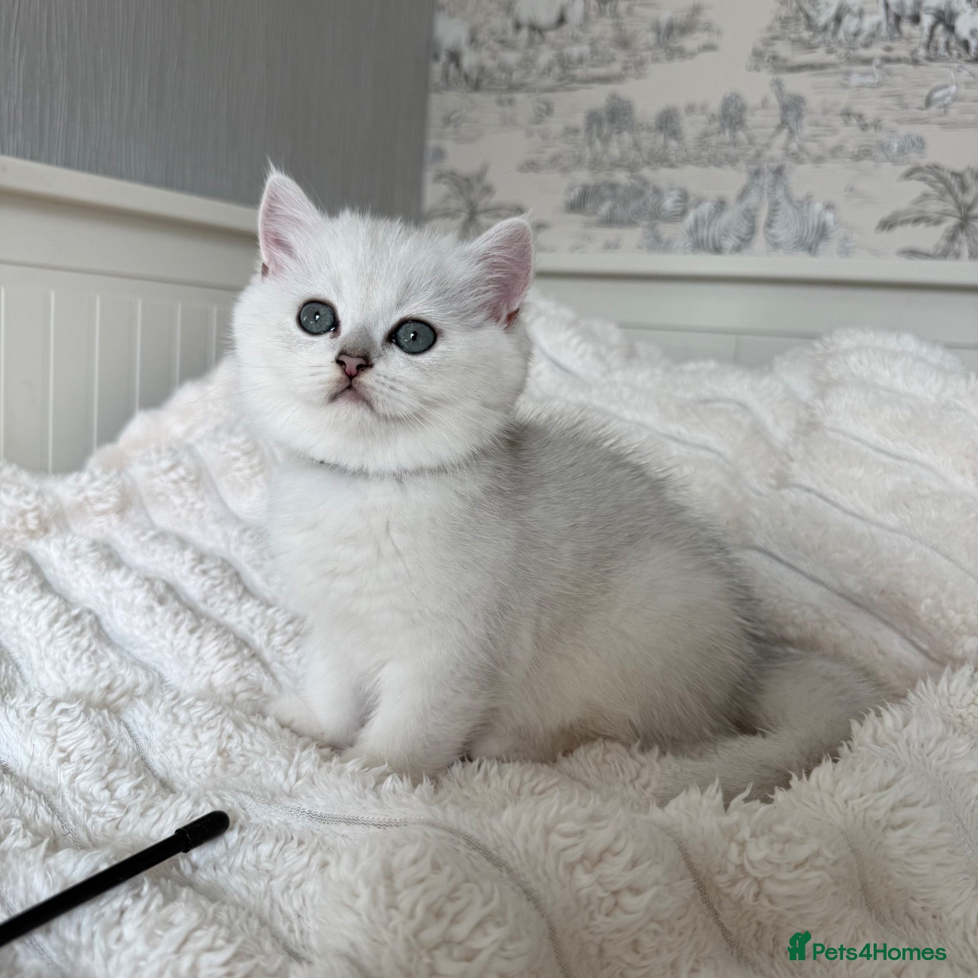 British Shorthair cats Exceptional Pedigree Silver British shorthairs 🩶 - Advert 9