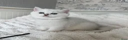 British Shorthair cats for sale: Exceptional Pedigree Silver British shorthairs 🩶 - Advert 7