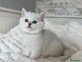 British Shorthair cats Exceptional Pedigree Silver British shorthairs 🩶 - Advert 9