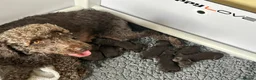 Labradoodle dogs for sale: Beautiful Chocolate Labradoodles  - Advert 11