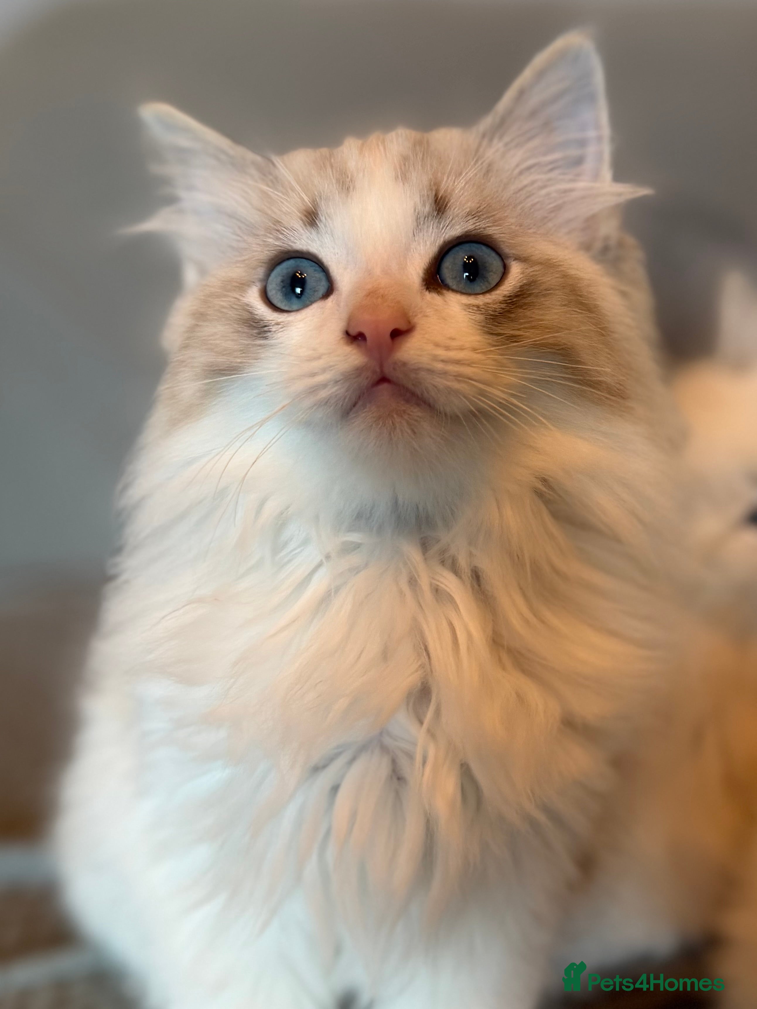 Ragdoll cats Stunning Ragdoll Kittens GCCF registered/Pedigree - Advert 2