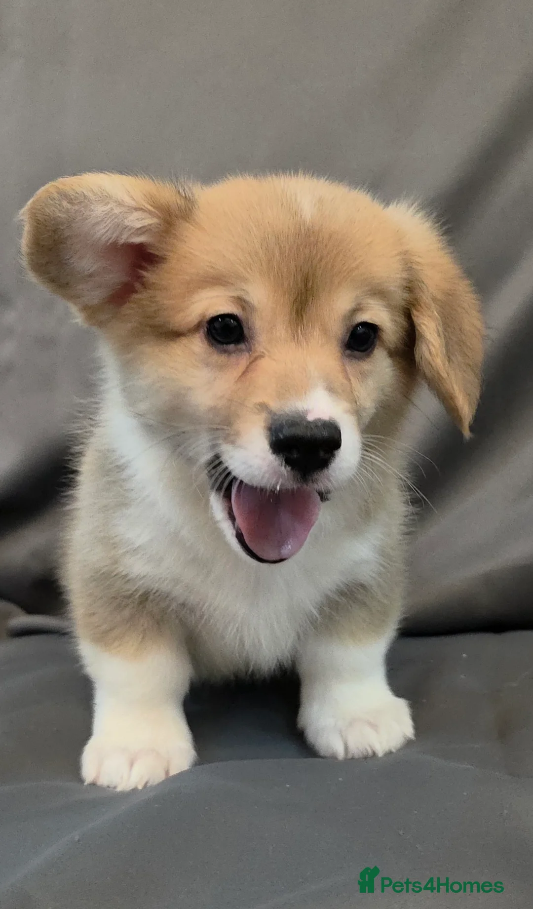 Welsh Corgi Pembroke dogs for sale: 33rd Generation KC Mixed Tail Pembroke Corgi Pups - Advert 19