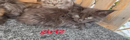 Maine Coon cats for sale: Maine coon kittens  - Advert 10