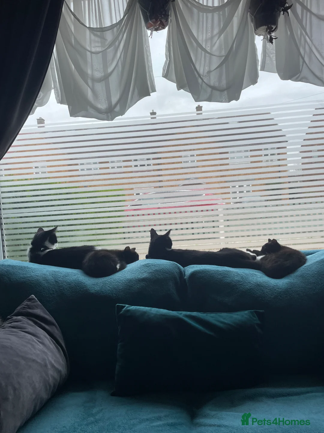 Mixed Breed cats for sale: Two beautiful playful female tuxedo kittens.  in Uxbridge - Advert 2