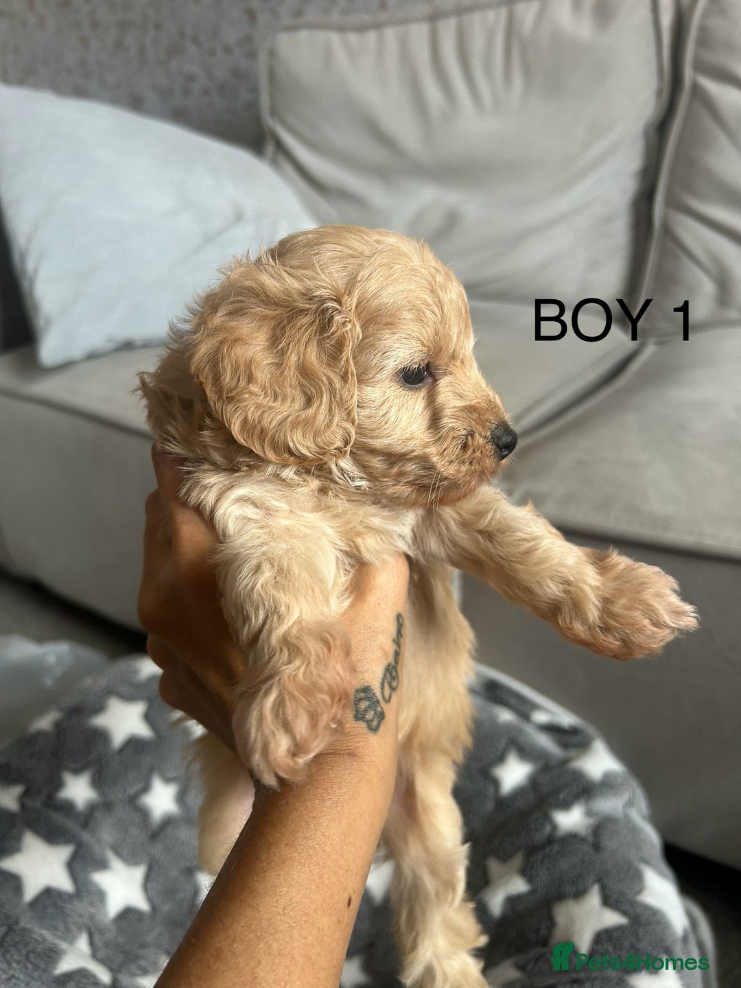 Cockapoo dogs for sale: Beautiful litter of tiny chunky Cockapoo puppies  - Image 4