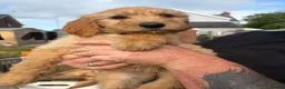 Goldendoodle dogs for sale: Goldendoodle pups Born 25 March 2026 - Advert 28