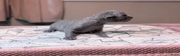Devon Rex cats for sale: Beautiful blue boy!!!!! - Advert 9