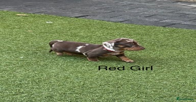 Miniature Dachshund dogs - Advert 3