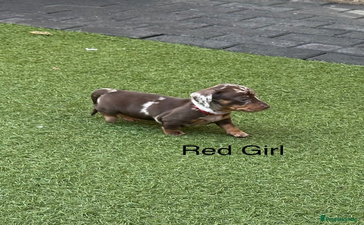 Miniature Dachshund dogs - Advert 4