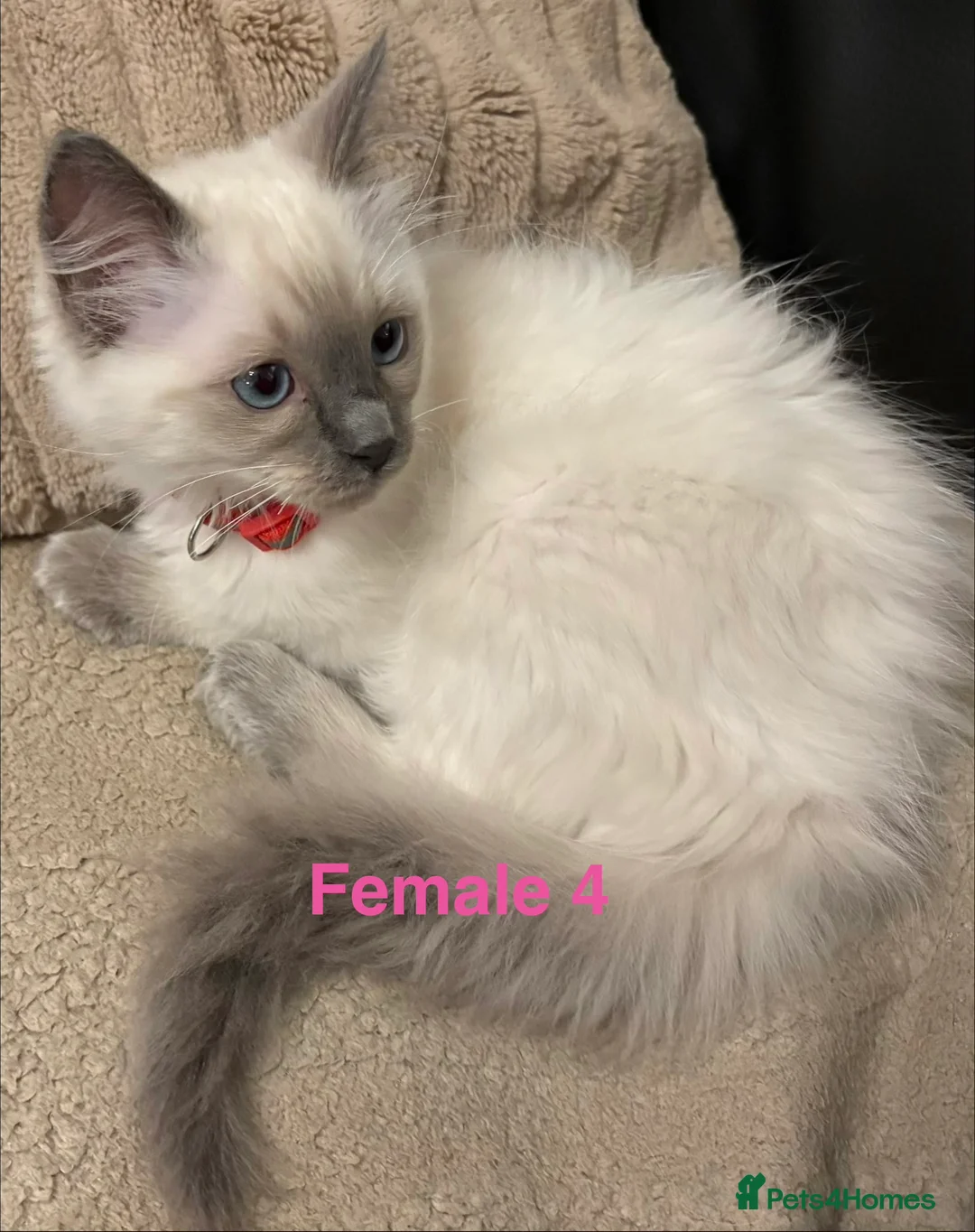 Ragdoll cats for sale: Six Ragdoll Kittens For Sale  - Advert 27