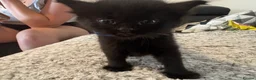 Mixed Breed cats for sale: Balinese X British short hair Black fluffy kittens - Advert 28