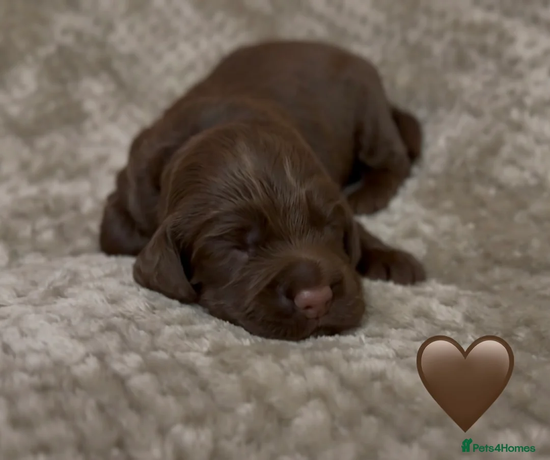 Cocker Spaniel dogs for sale: Stunning cocker spaniel pups - Advert 8