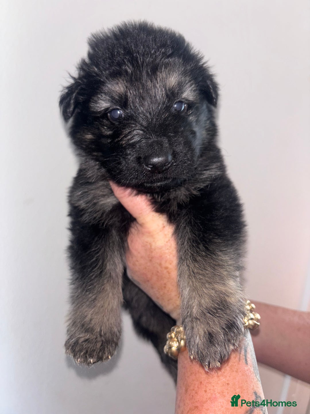 German Shepherd dogs for sale: Beautiful German Shepard puppies - Image 1